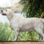 ENERGY ENIGMA OLA DE ORO