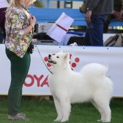 White Star Sumar Ophelia Queen Of Hearts