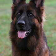 FARIDA von Gran Peregrino