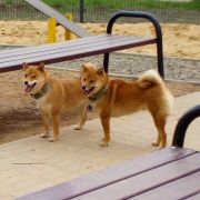 HOLI z Grodzkiego Zakątka