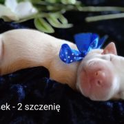 HOUNDSFOREVER Piesek II