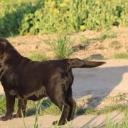 BEAUTIFUL BEJLI Dolegor