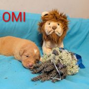 OMI Shaggy Fluff FCI