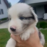 Desperados Jodłowy Border