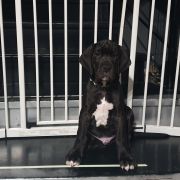 ANTHONY Przylądek Doga FCI 