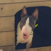 ANGUA DELPHINE EMBRACE OF LOVE