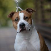 Hermina Tipit z Hanky