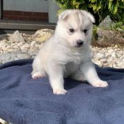 Luke Skywalker z Bratkowej Ohany