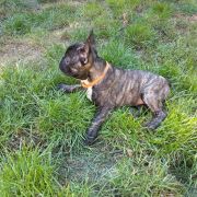 Szarotka Francuskie Słoneczka FCI