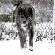 YAJIRUSHI Akai Kitsune