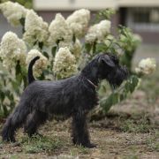 Chico from Wawelskie Wzgórza FCI