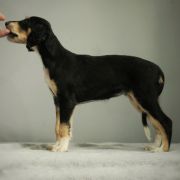 Moyo Pori ALICE SPRINGS