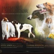 NOBLE Litter Impuls i Splendor