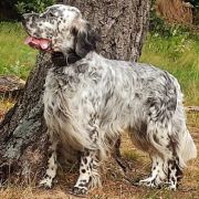 НУАР БИЛГО ЛИЛУ