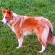 Sweetheart from Real Dogs Paradise FCI ( W DOMU-SHIVA)