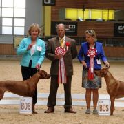 IDA Pręgowce z Jasienia