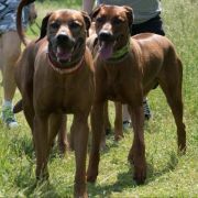 FAHARI MOYO Uzuri Ridge