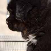 DRAGE DRAKE Airawata