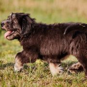 SŁOWIANKA z Futrzastych Nicponi