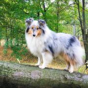 SOMETHING ABOUT CRAZY GIRL Asketila