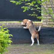 SELESTA'S DREAMS SHIMMER MY DARLING JOY