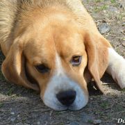 HULK HOGAN LA CASA DEMIANI