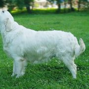 Viva Viktoria mira Wild West Gang