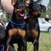  AURIKA CHERNIY TULPAN