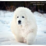 JAREMA Athel Loren 