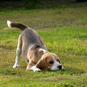 SELESTA'S DREAMS SHIMMER MY DARLING JOY