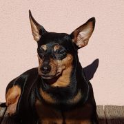 QUEEN OF THE DARK Avendesora Poland FCI 