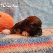 DAWA DOLMA The Tibetan Pride /FCI/