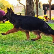 DOBRAWA DOVICKA Kingfran (FCI)