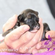 Cupernicus in Terra Civis 