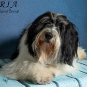 BUSALA BORSUCZE SIOŁO FCI