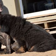 DRAGE BALERION Airawata