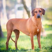 Etia Sirius-Canis Maior