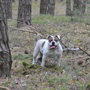 Canaveral Staff FANTAZJA