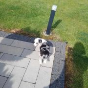 Zosia Jodłowy Border