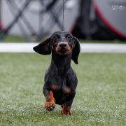 Picollo Teckel Negra Leono