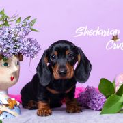 SHEDARIAN CRUSH