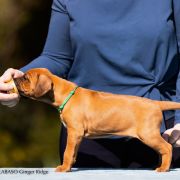 BULAWAYO DO LABASO Ginger Ridge