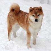 Harukou Okami No Hokori (FCI)