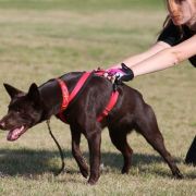 SCARLET AVALON Red Radimus 2