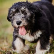 SERENADA z Futrzastych Nicponi