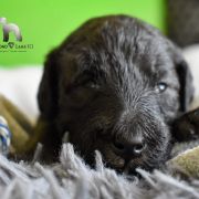 ROSE JASMINE Diamond Lamb