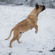 Kikimora Crazy Clan FCI