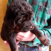 Szczeniaki Mastifa Tybetańskiego