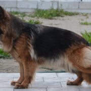 VA3(PL) V1(PL) V14(BSZS) SG7(BSZS) Elita vom Trojangold