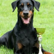 Aurora Valle di Rose - Doberman